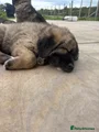 Caucasian Shepherd Dog yellow aka sunflower