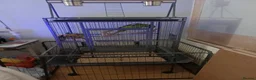 Macaws birds for sale: HANHS MACAW FOR SALE  - Advert 2
