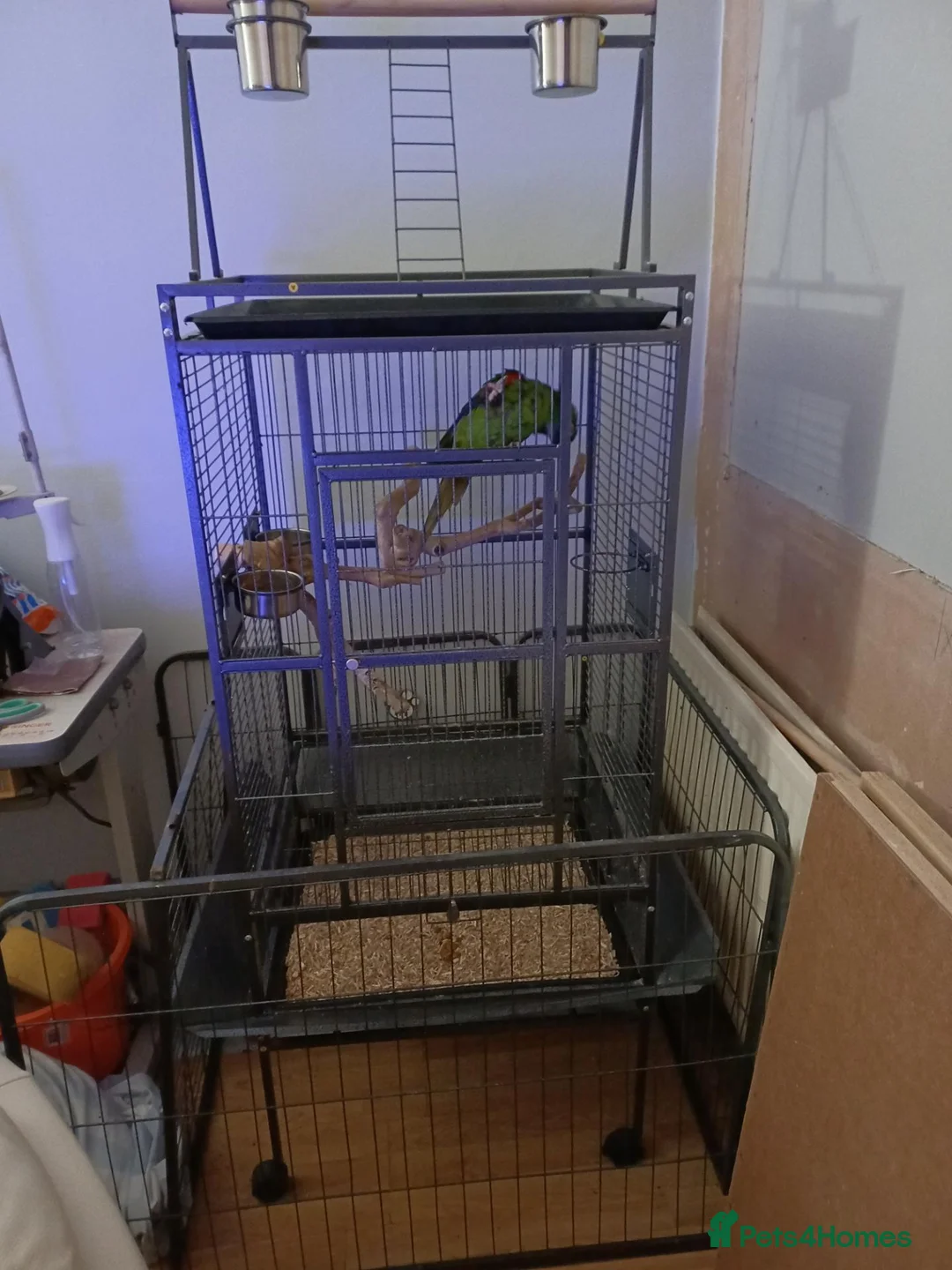 Macaws birds for sale: HANHS MACAW FOR SALE  - Advert 2