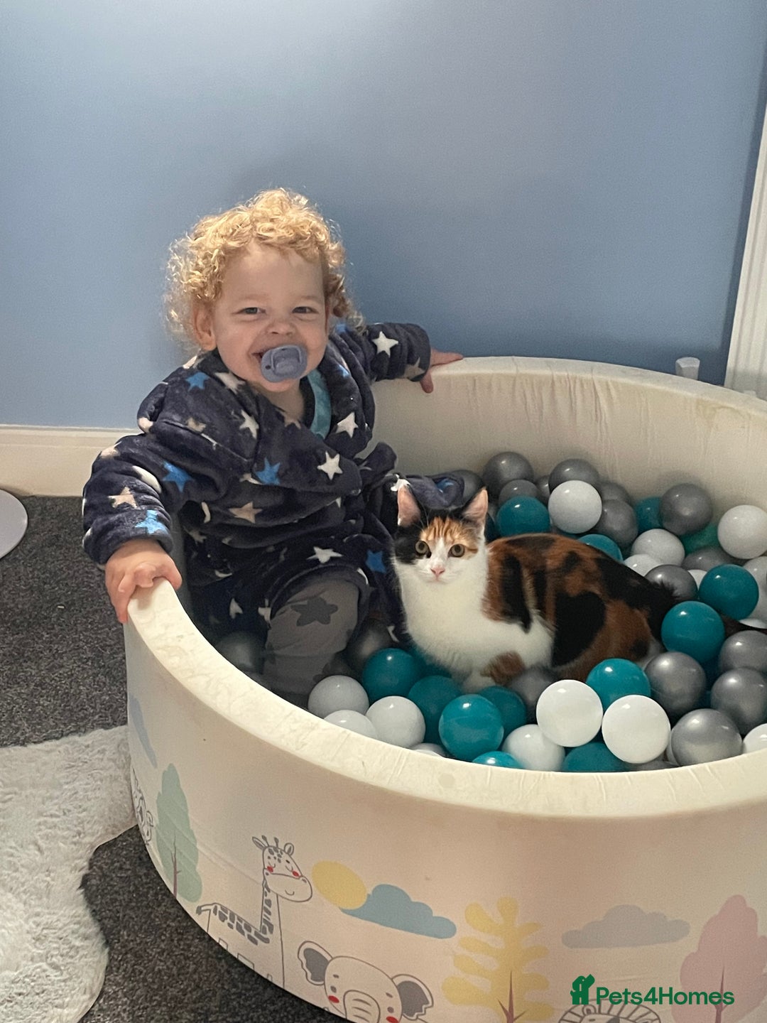 Domestic Shorthair cats for sale: female kitten - Advert 7