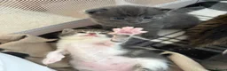 Mixed Breed cats for sale: 2 beautiful kittens   - Advert 12