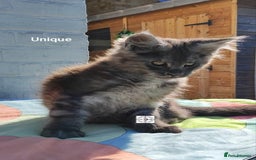 Maine Coon cats for sale: Black smoke XXL kittens  - Image 6