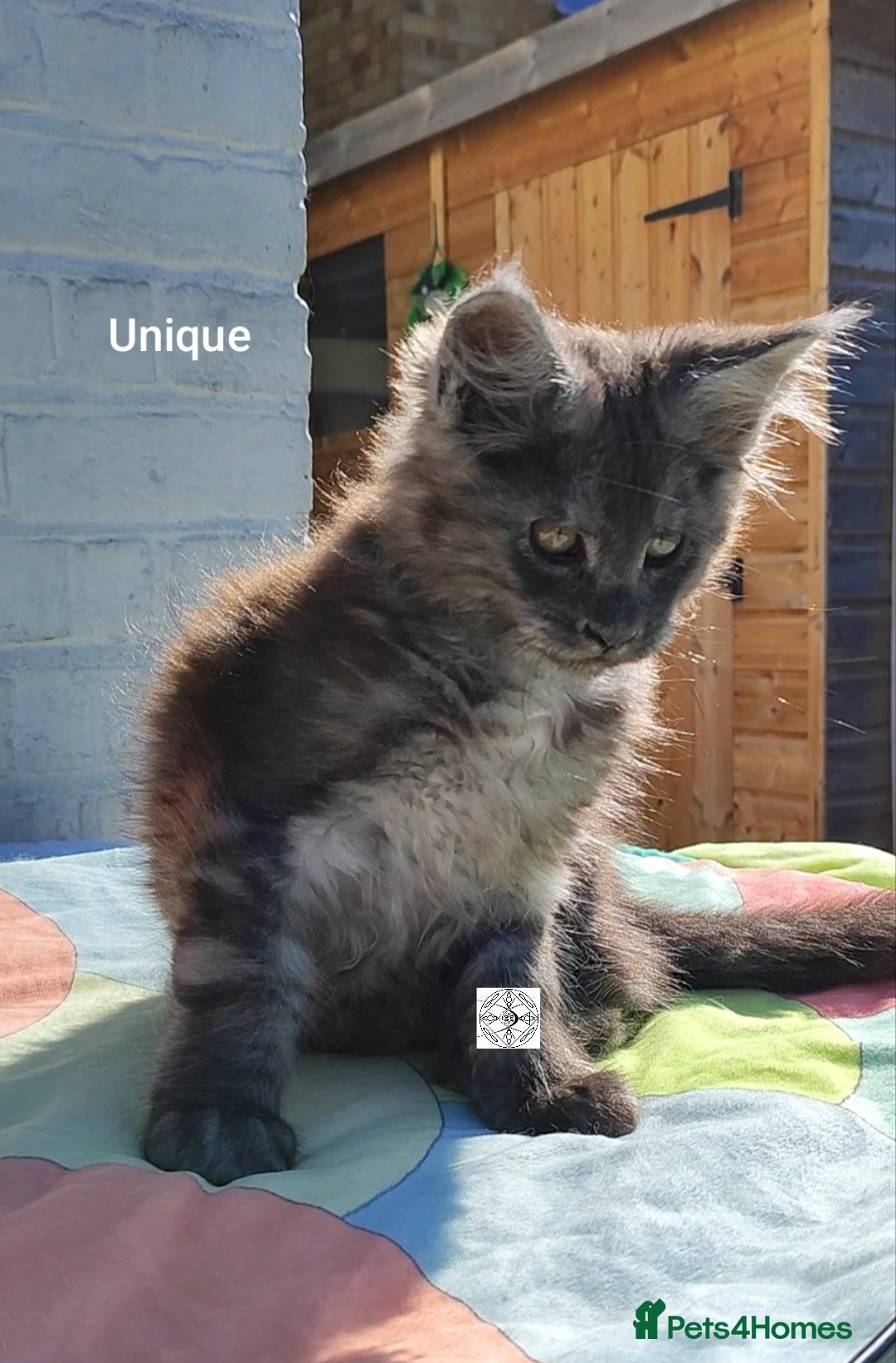 Maine Coon cats for sale: Black smoke XXL kittens  - Image 6