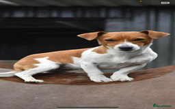 Jack Russell dogs for sale: Jack Russell Puppies  - Image 6