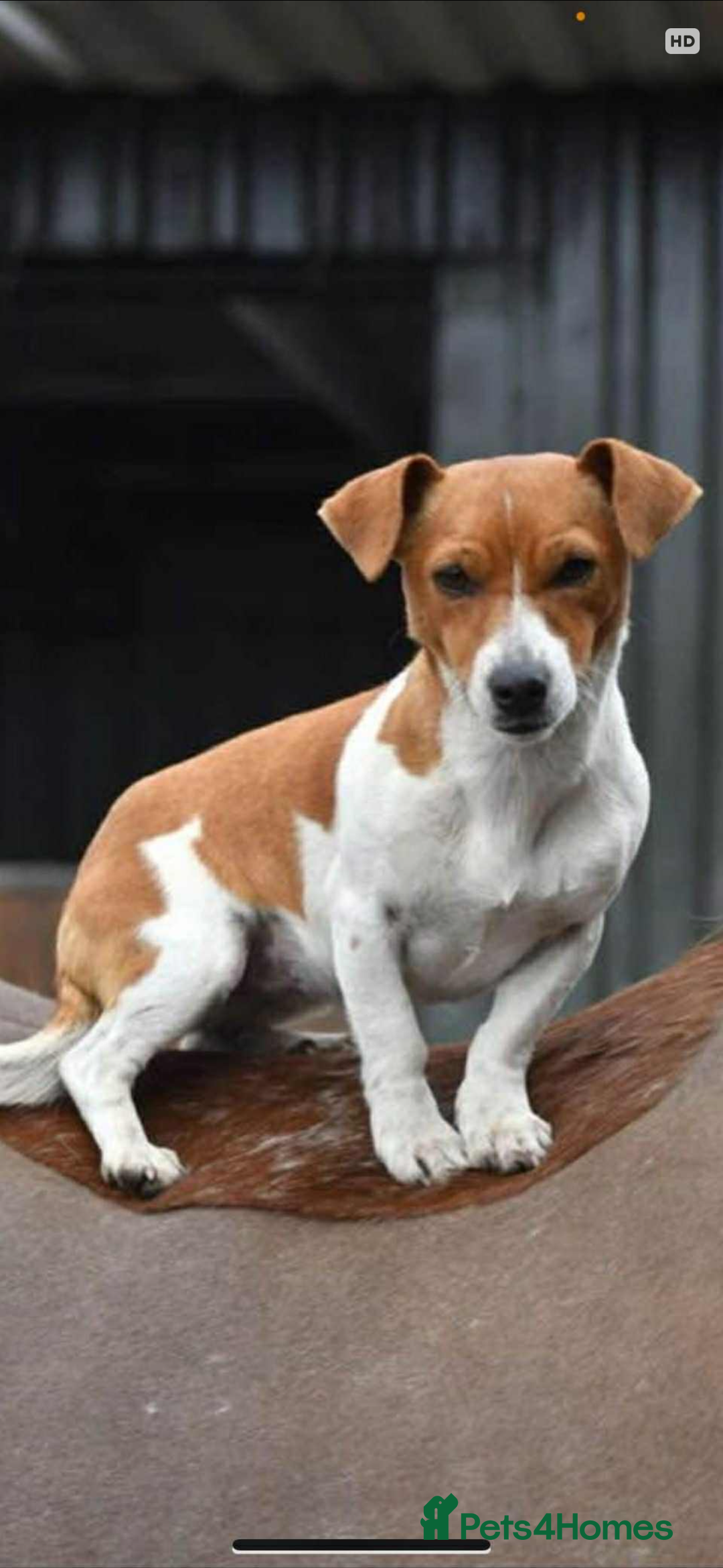 Jack Russell dogs for sale: Jack Russell Puppies  - Image 6