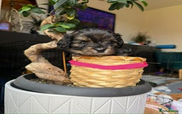 Cavapoochon dogs for sale: Gorgeous Black and Brown Cavapoo Puppies - Image 10