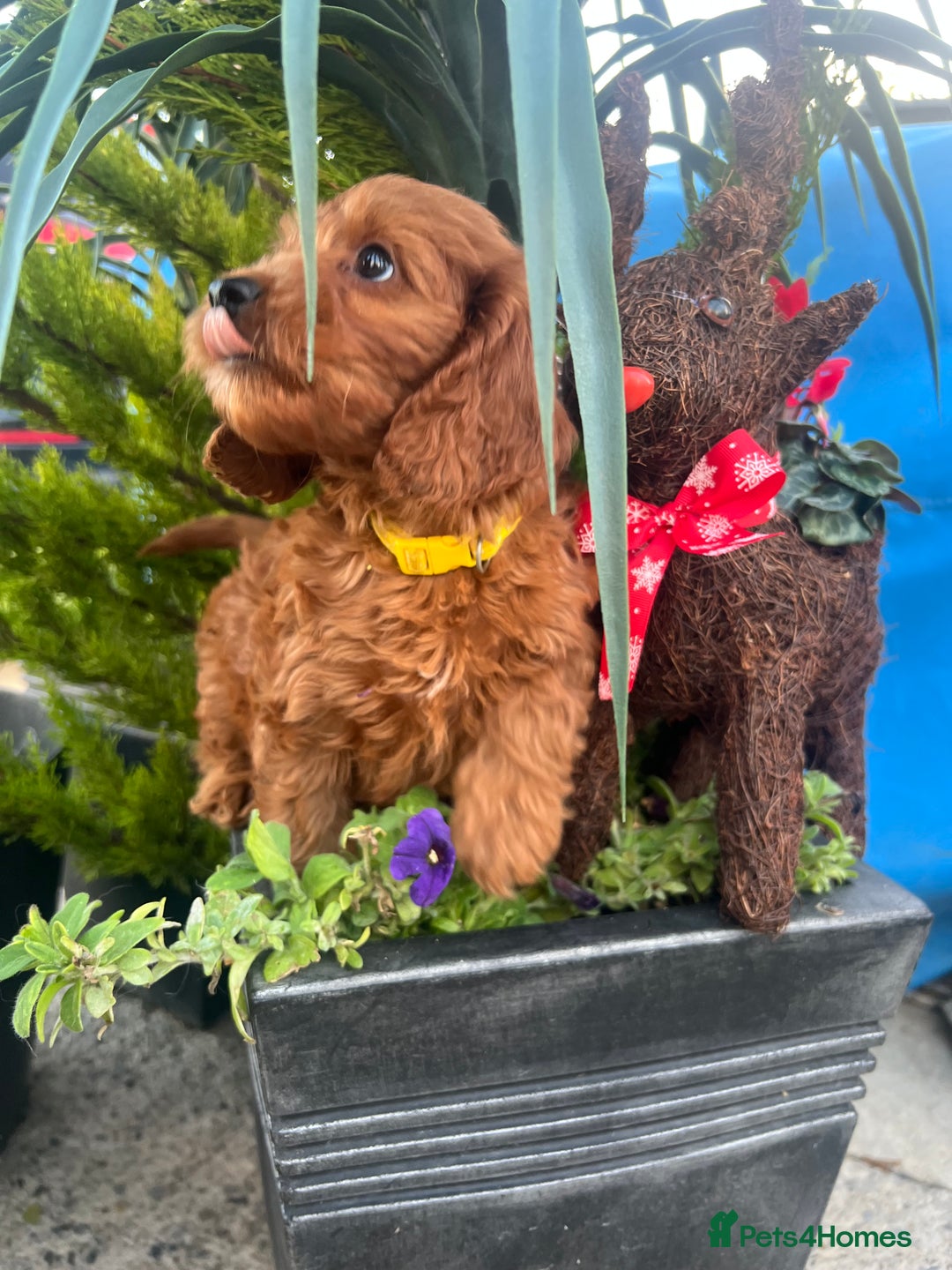 Cockapoo dogs for sale: LAST GIRL!!!!! F1 Cockapoo Puppies!!! - Advert 10