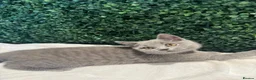 British Shorthair cats for sale: 💐British Shorthair Kittens (Blue)💐 - Advert 26