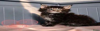 Leo Alexander TitaniumCat 