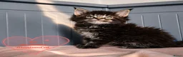 Maine Coon cats for sale: Meet Our Beautiful Maine Coon Kittens 😍😍😍  - Advert 3