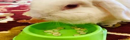 Mini Lop rabbits for sale: Beautiful house rabbit doe - albino mini lop  in Leominster - Advert 4