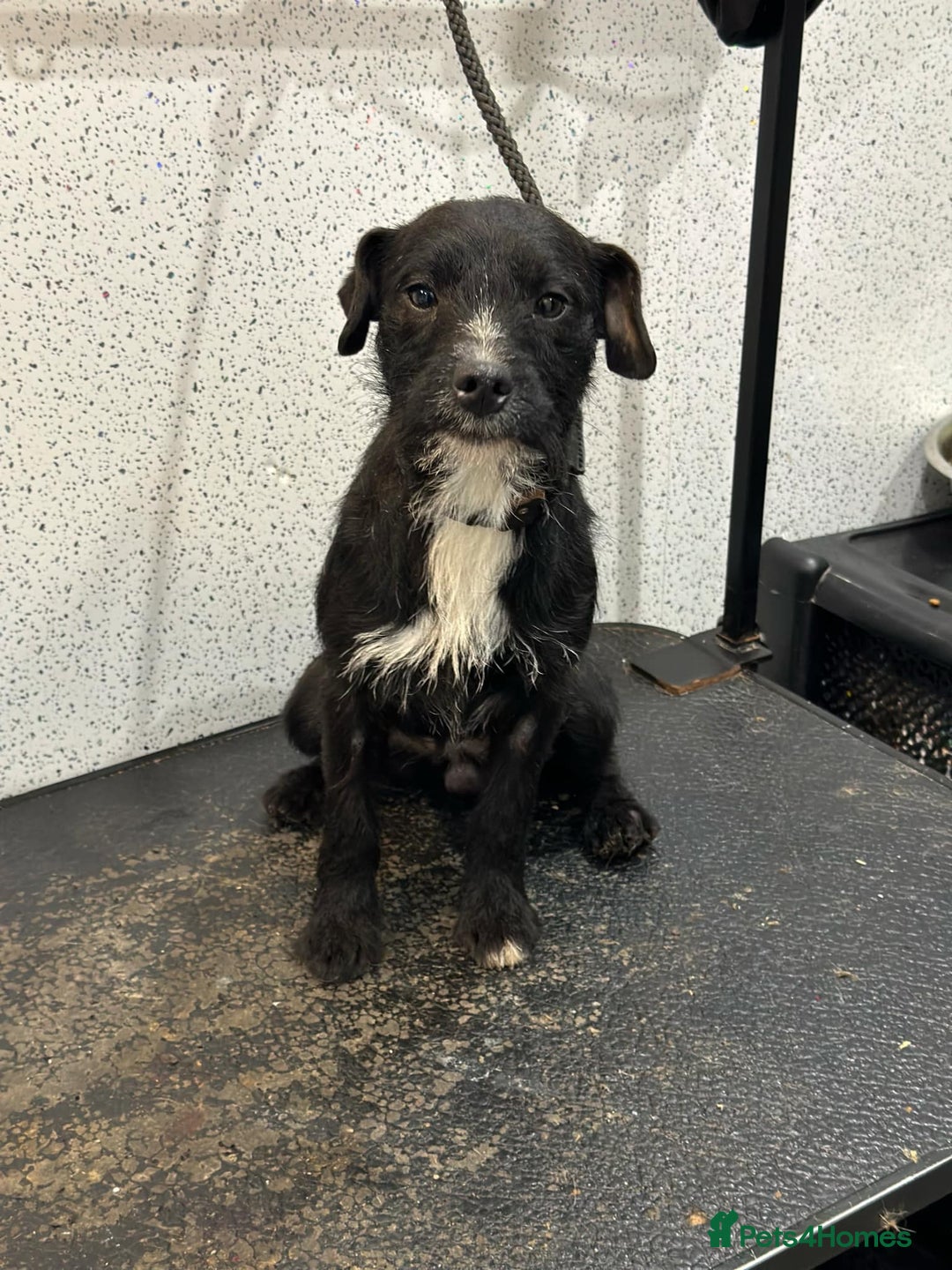 Patterdale Terrier dogs for sale: Patterdala female  - Advert 4