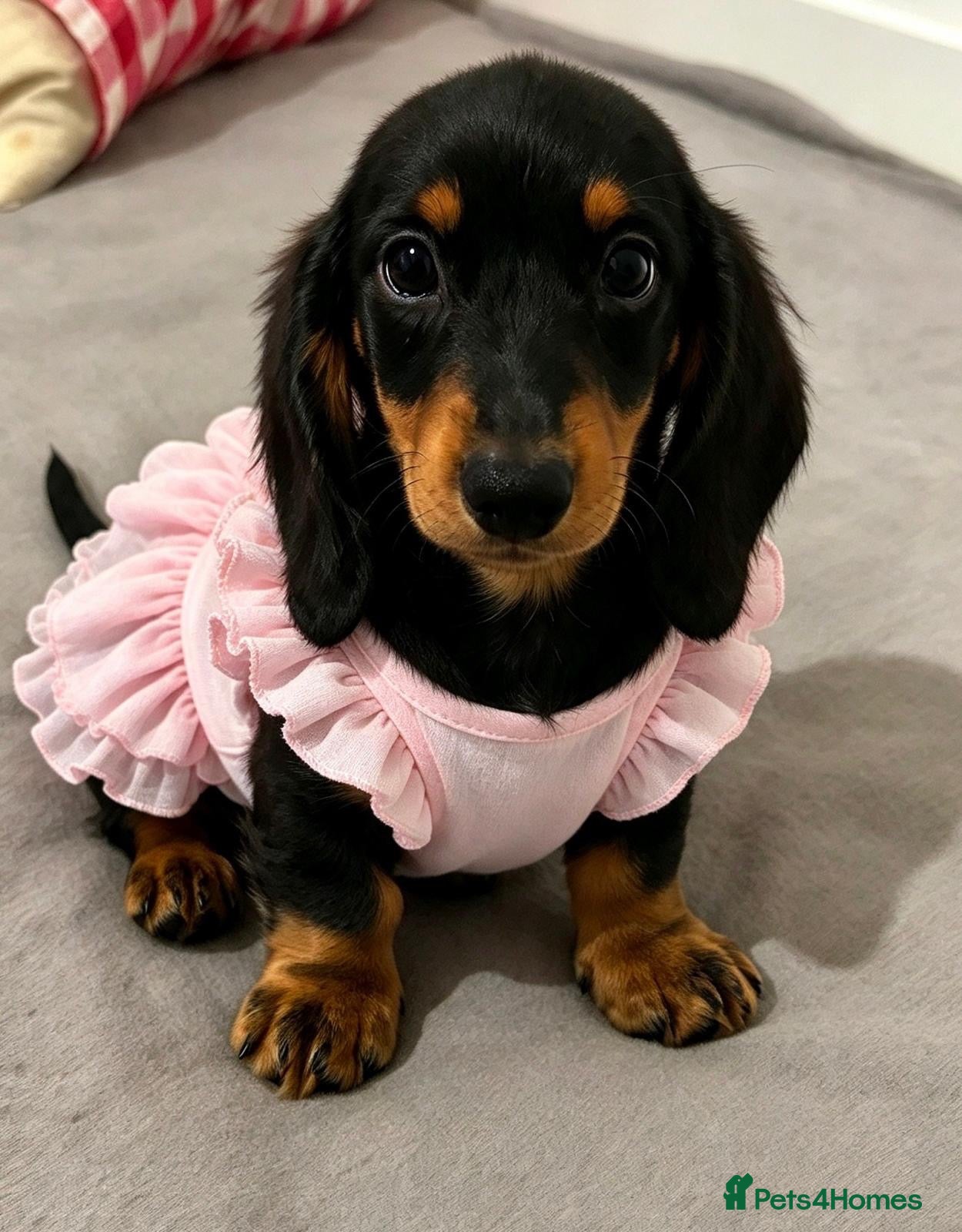 Miniature Dachshund dogs Long haired Dachshund puppies ready! - Advert 1