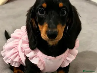 Miniature Dachshund dogs Long haired Dachshund puppies ready! - Advert 1