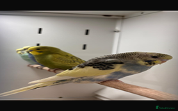Budgerigars birds for sale: Budgies - Advert 4