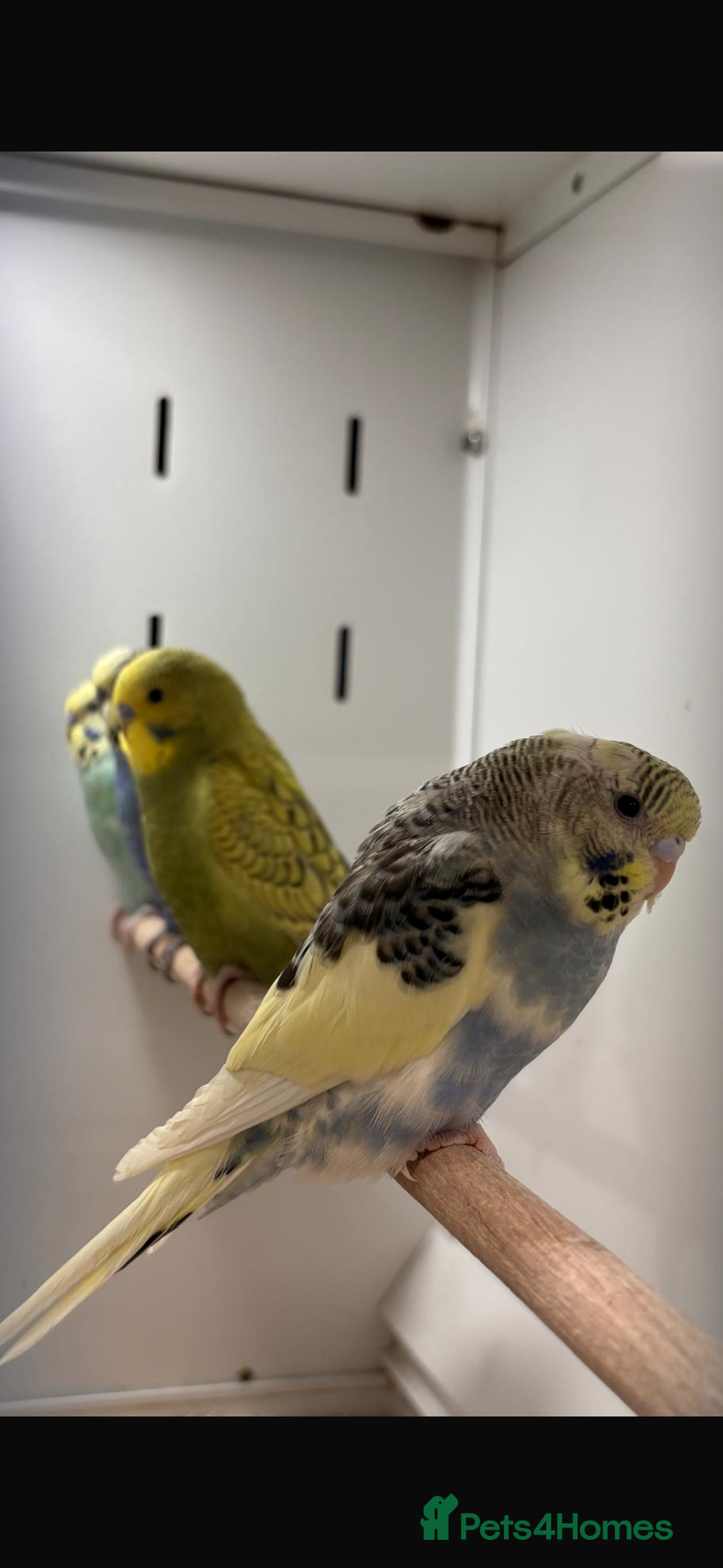 Budgerigars birds for sale: Budgies - Advert 4