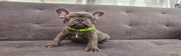 French Bulldog dogs for sale: French bulldog puppies  - Advert 2