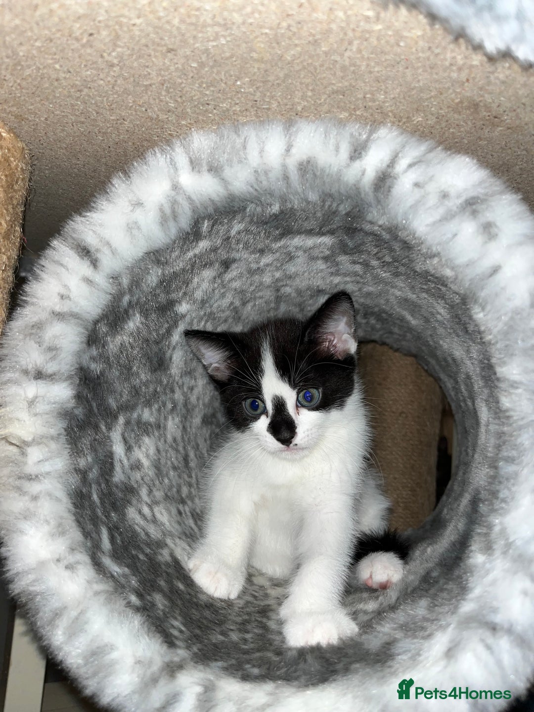 Mixed Breed cats for sale: Adorable Kittens Looking for Loving Homes 🐾 - Image 6