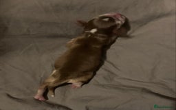 Cocker Spaniel dogs for sale: ‘Show Type’ Cocker Spaniel Puppies. KC Registered. - Image 12