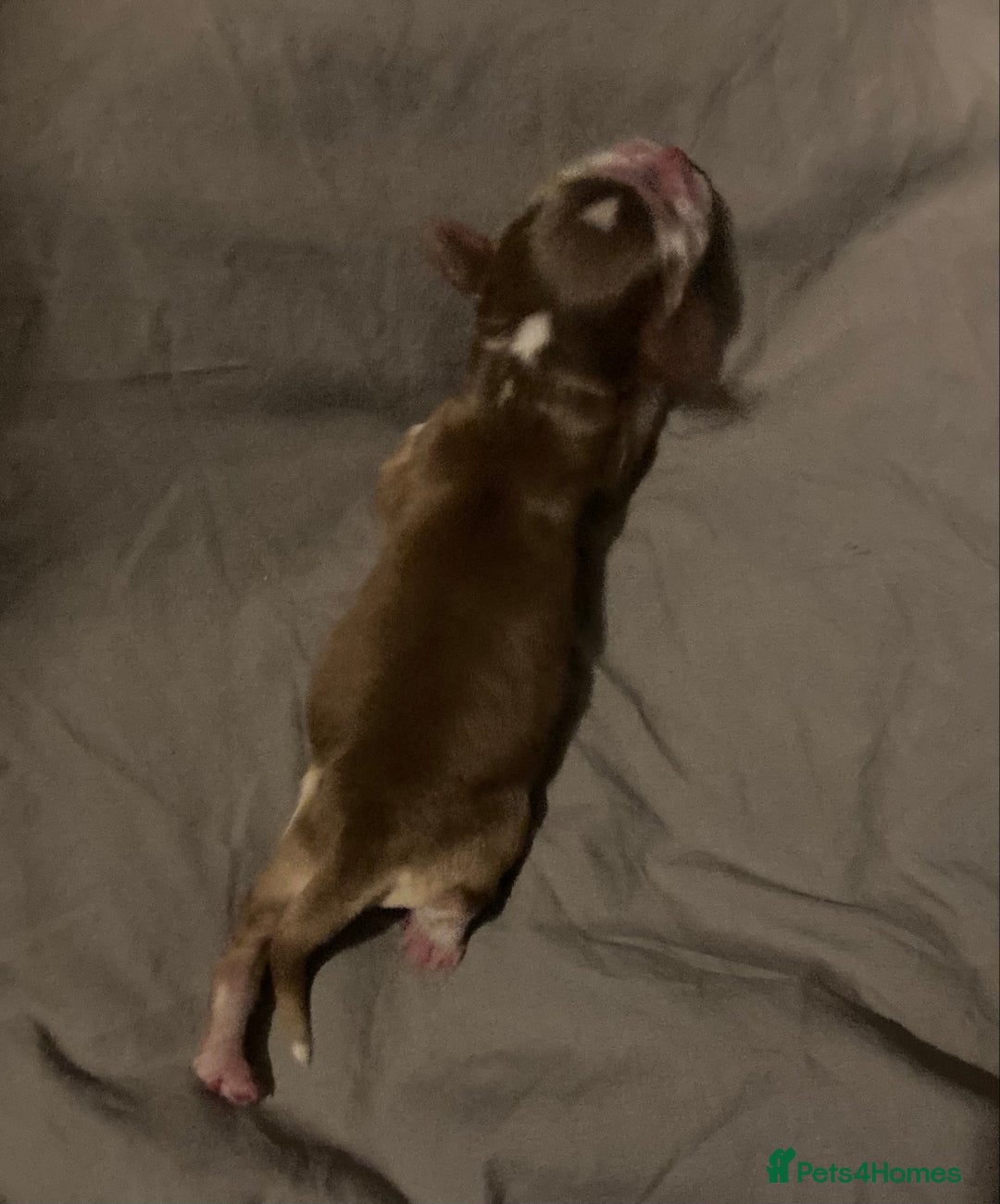 Cocker Spaniel dogs for sale: ‘Show Type’ Cocker Spaniel Puppies. KC Registered. - Image 12