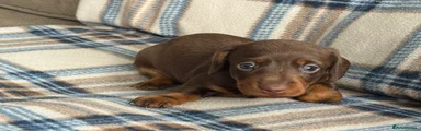Miniature Dachshund Puppy 3