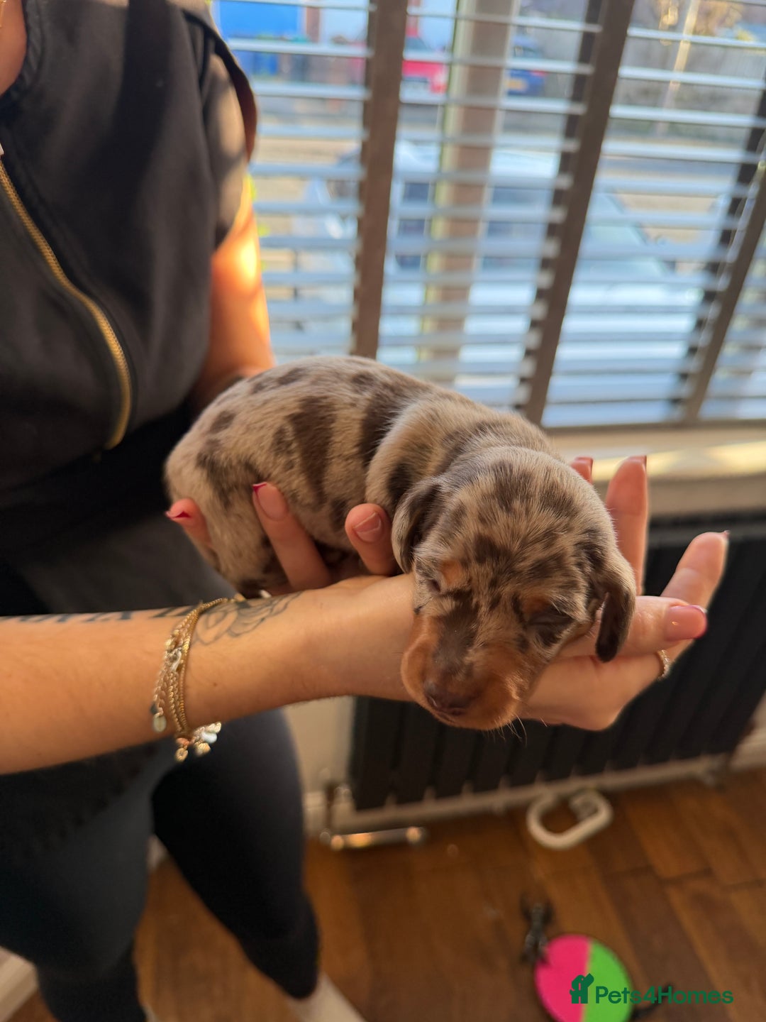 Miniature Dachshund dogs for sale: KC reg Miniature Dachshunds available 24thDecember - Advert 14