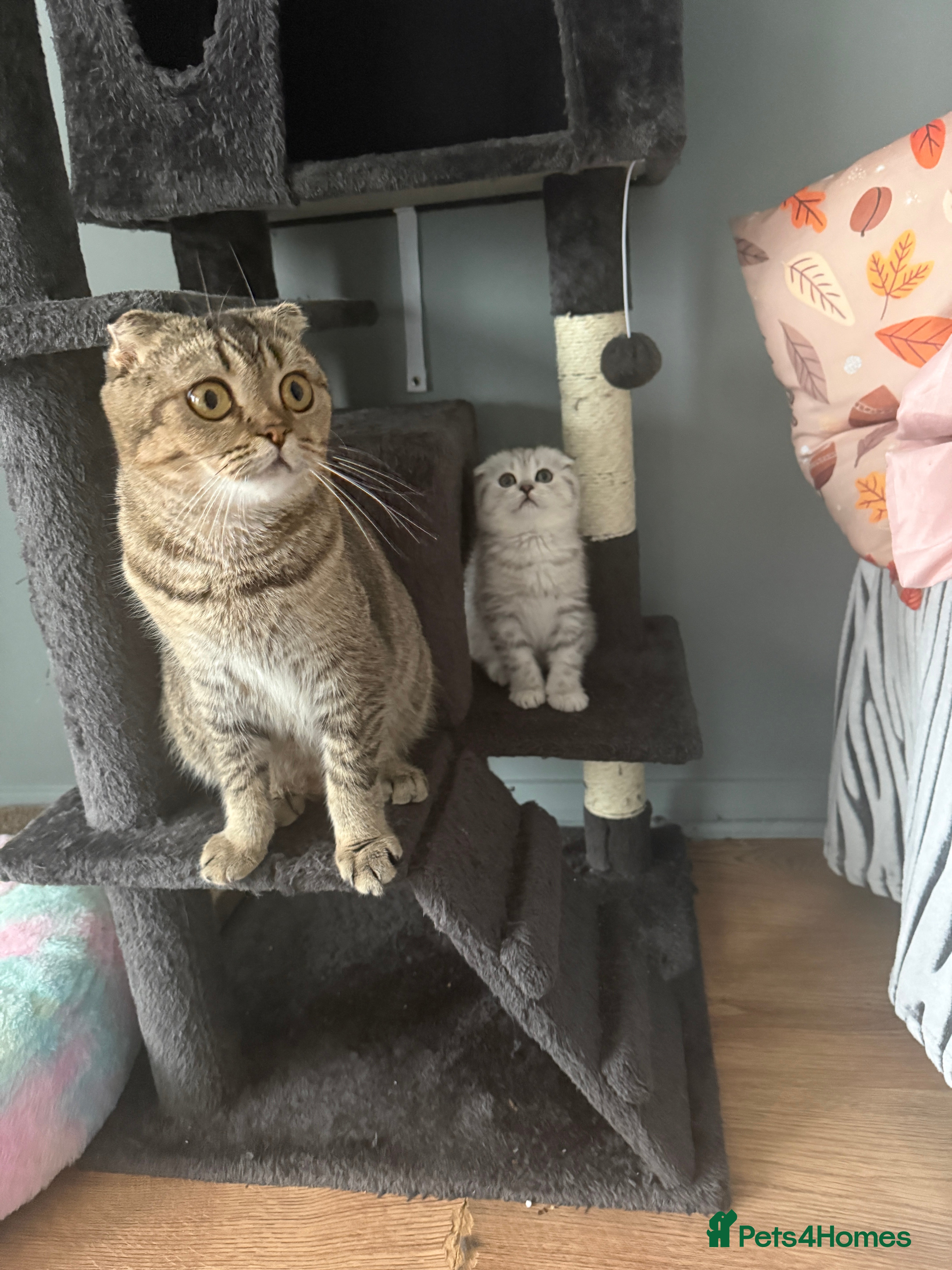 Scottish Fold cats Adorable Scottish Fold kitten looking for home 💕 in London - Advert 2