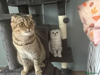 Scottish Fold cats Adorable Scottish Fold kitten looking for home 💕 in London - Advert 2