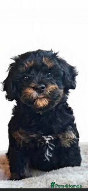 Cockapoo dogs Stunning F1b cockapoo 5 female 1 male - Advert 2