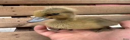 Ducks poultry for sale: SOLD Ducklings hatched 1st july - Advert 2