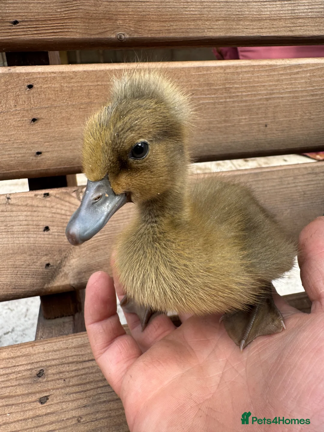 Ducks poultry for sale: SOLD Ducklings hatched 1st july - Advert 2