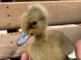 Ducks poultry Ducklings hatched 1st july - Advert 2
