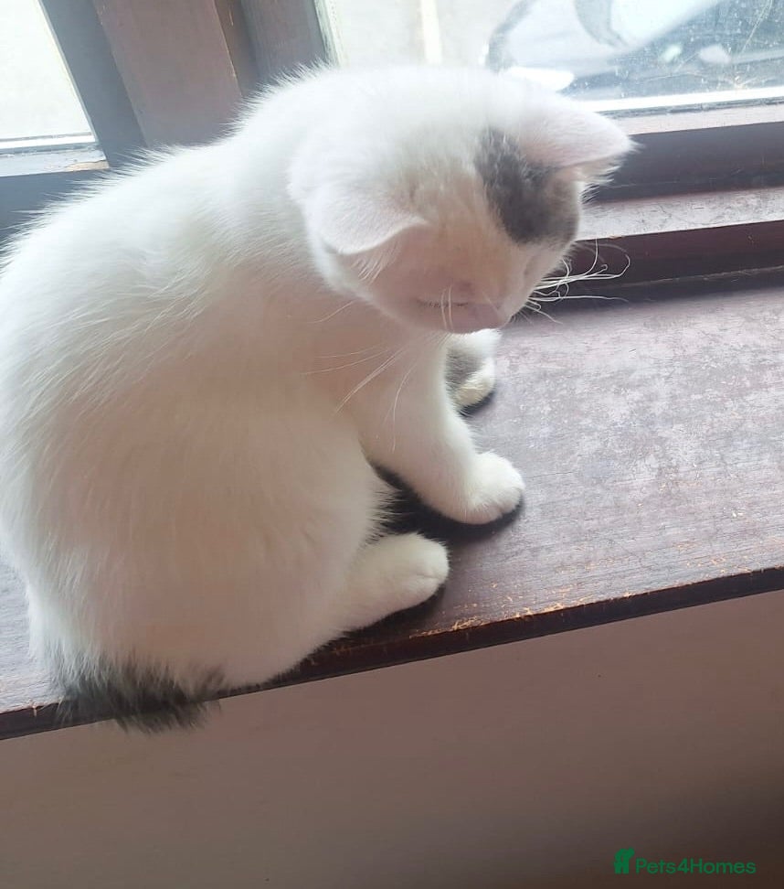 British Shorthair cats for sale: GCCF BSH Kittens Direct Grand Champion Lines  - Advert 1
