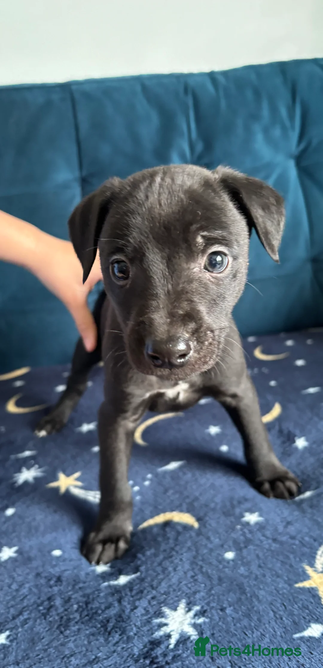 Mixed Breed dogs for sale: 3/4 whippet 1/4 Bedlington puppies  in Chester - Advert 4