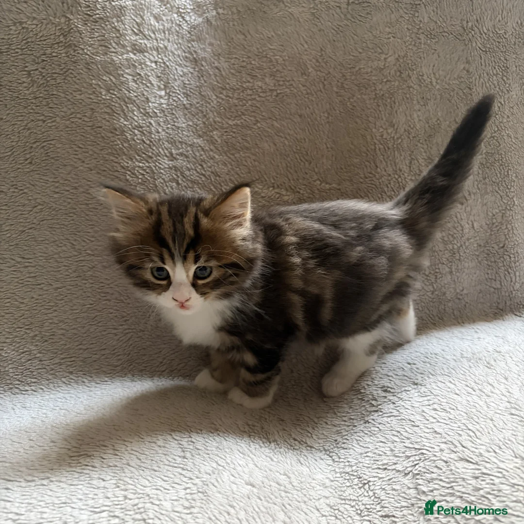 Mixed Breed cats for sale: Adorable Kittens Looking for Their Forever Home - Advert 21