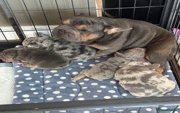 French Bulldog dogs for sale: Beautiful shades of blue babies - Image 15