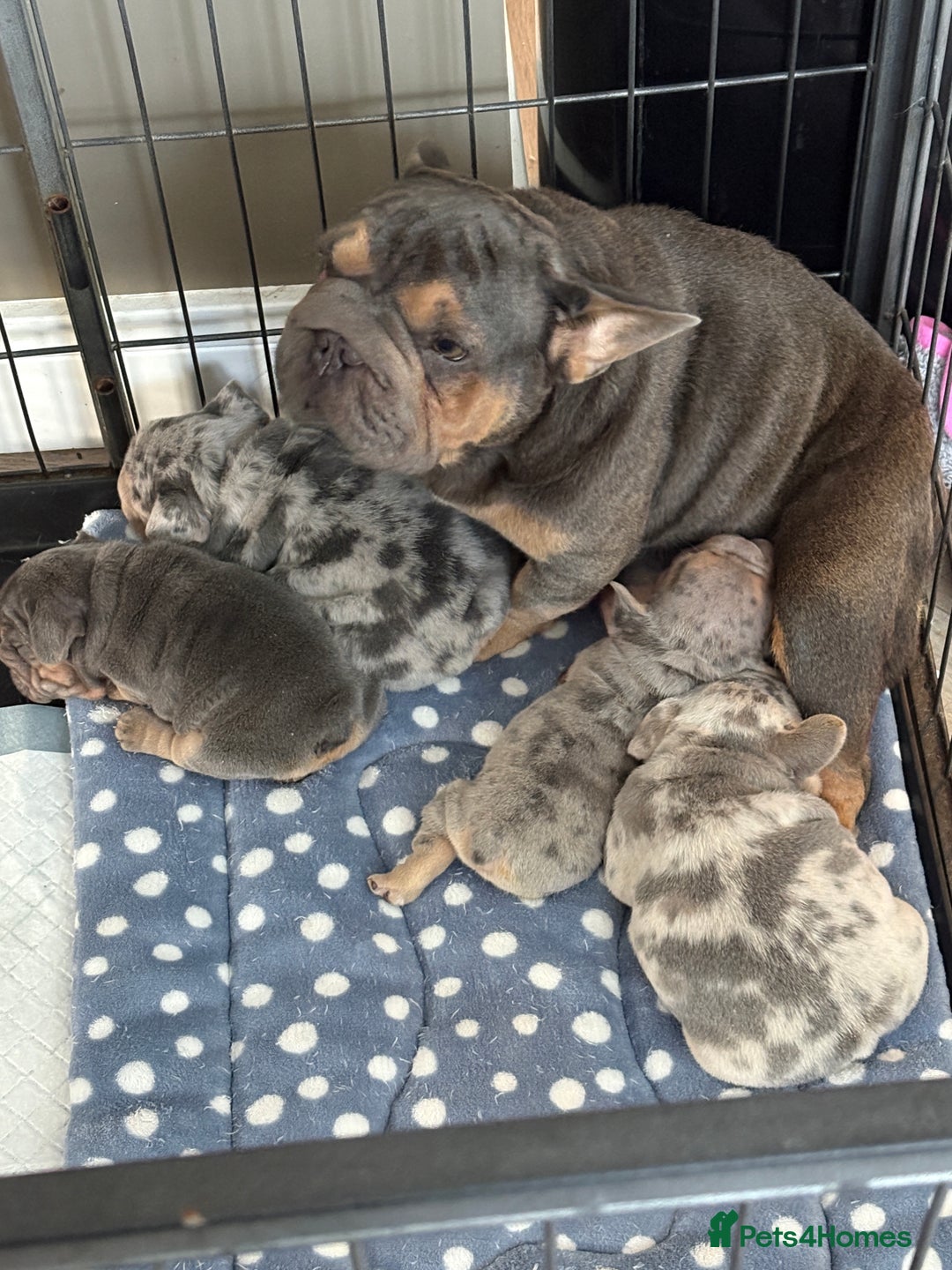 French Bulldog dogs for sale: Beautiful shades of blue babies - Image 15