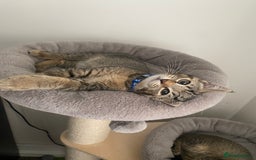 Scottish Fold cats for sale: Scottish Cross - Image 3
