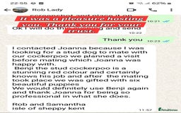Cockapoo dogs for stud: F1 cocapoo for stud well Proven DNA clear in Bromley - Image 20