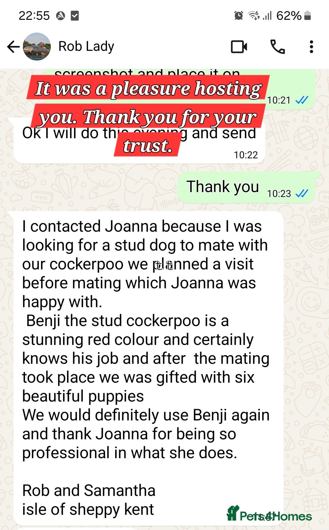 Cockapoo dogs for stud: F1 cocapoo for stud well Proven DNA clear in Bromley - Image 20