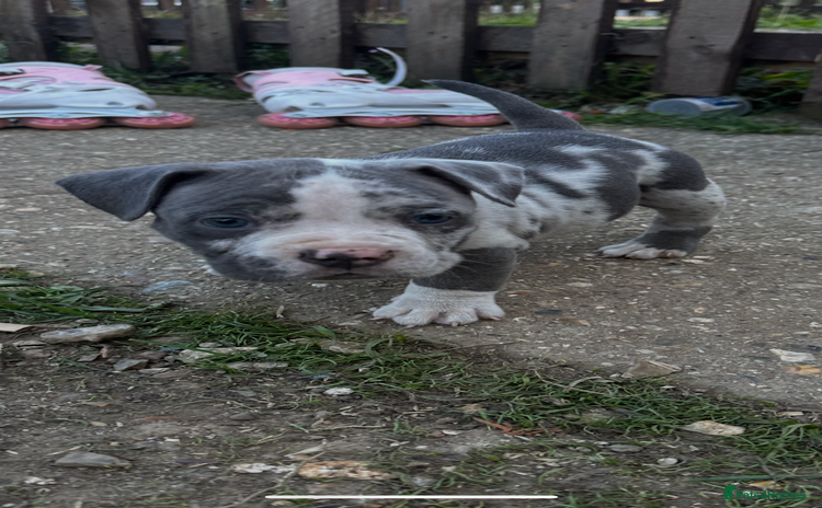 American Bully dogs - Advert 1