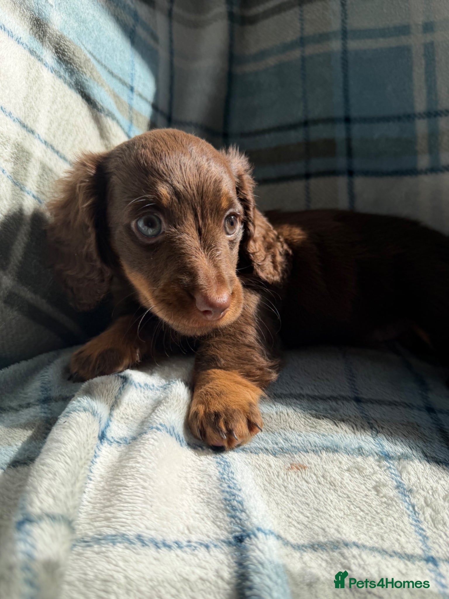 Dachshund dogs for sale: Miniature Dachshund Puppies  - Advert 9