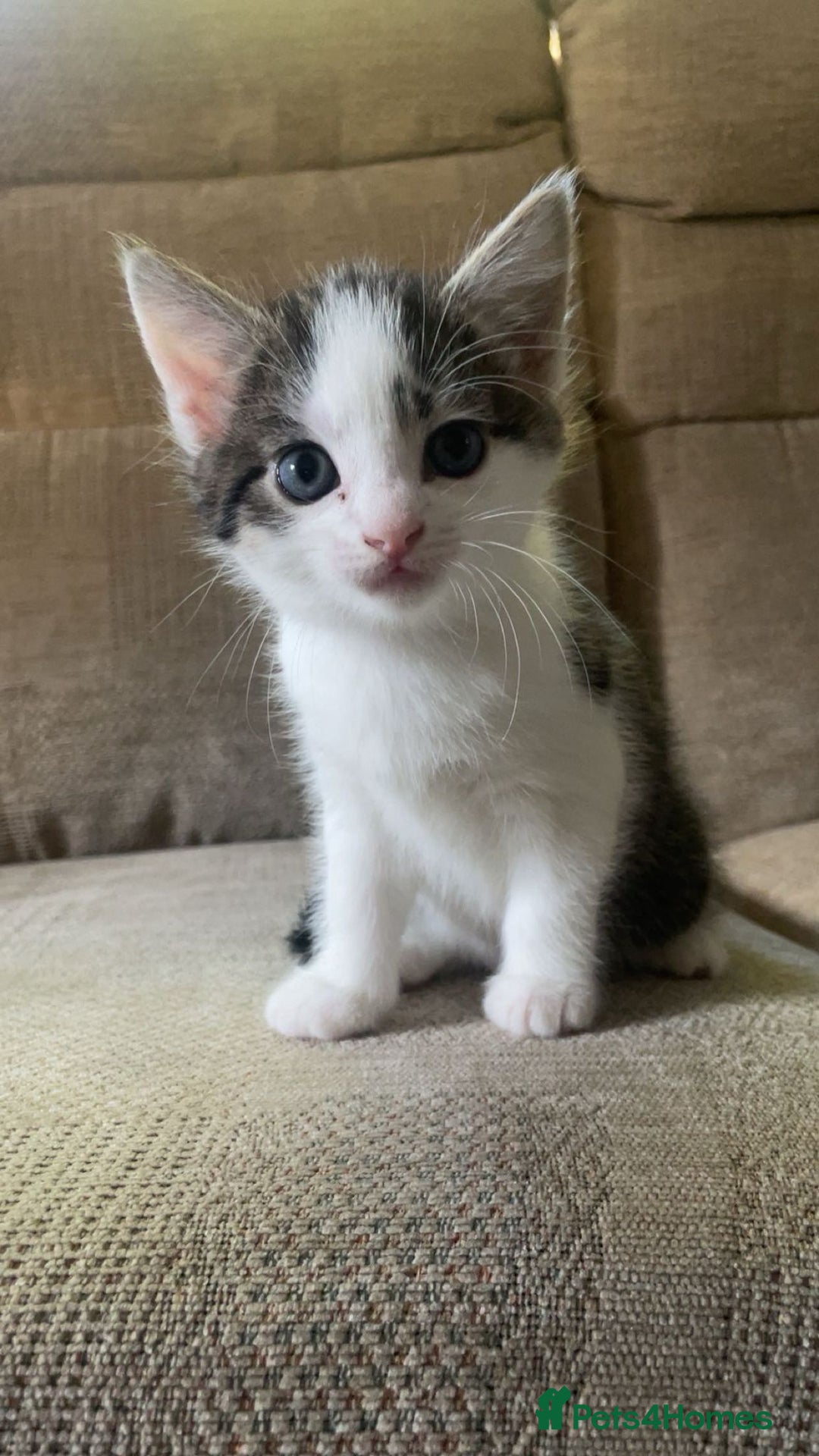 Mixed Breed cats for sale: 5 gorgeous kittens - Advert 4