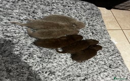 British Shorthair cats for sale: 🏆cinnamon & lilac british shorthair babies 🏆 - Advert 5