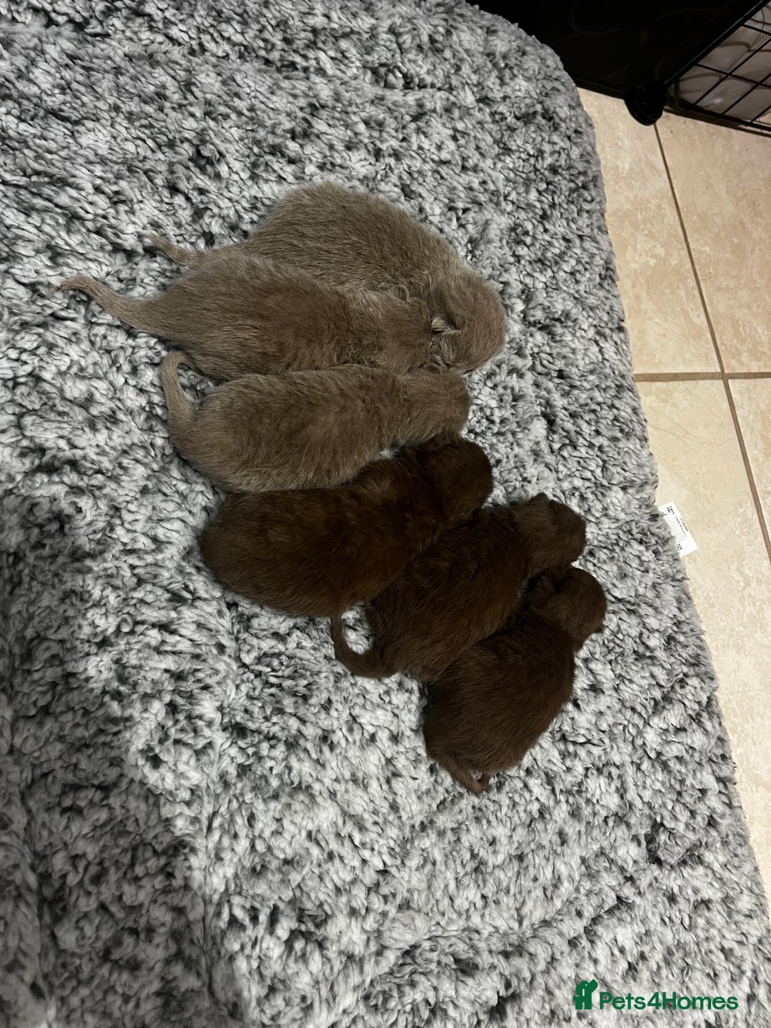 British Shorthair cats for sale: 🏆cinnamon & lilac british shorthair babies 🏆 - Advert 5