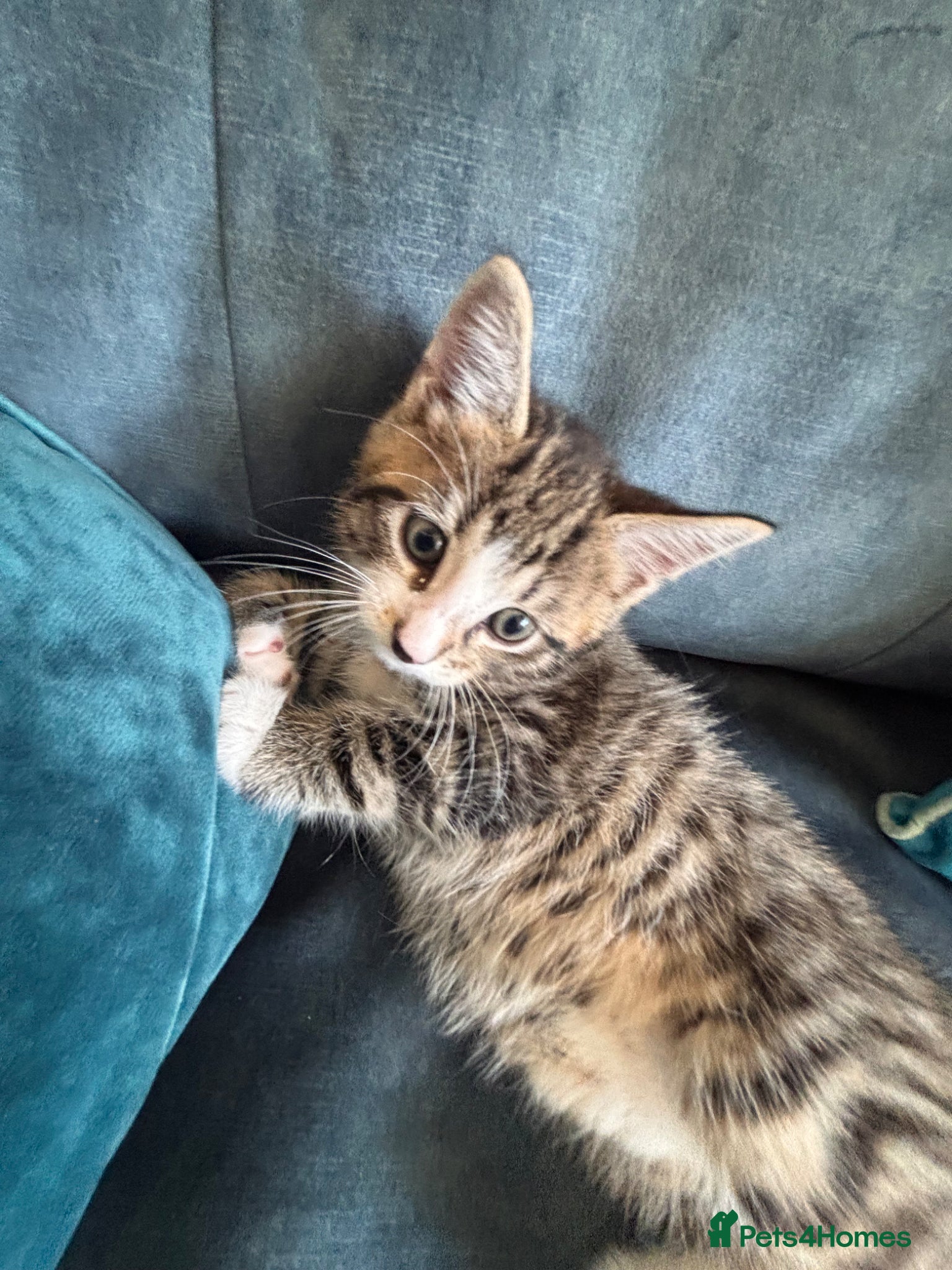 Mixed Breed cats ONLY 1 LITTLE GIRL LEFT 4 amazing coloured kittens - Advert 5