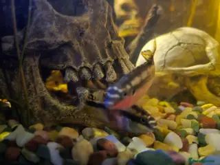 Cichlids fish Breeding pair of kribensis - Advert 1