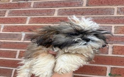 Shih Tzu dogs for sale: Fluffy little Shih tzu pups - Image 9