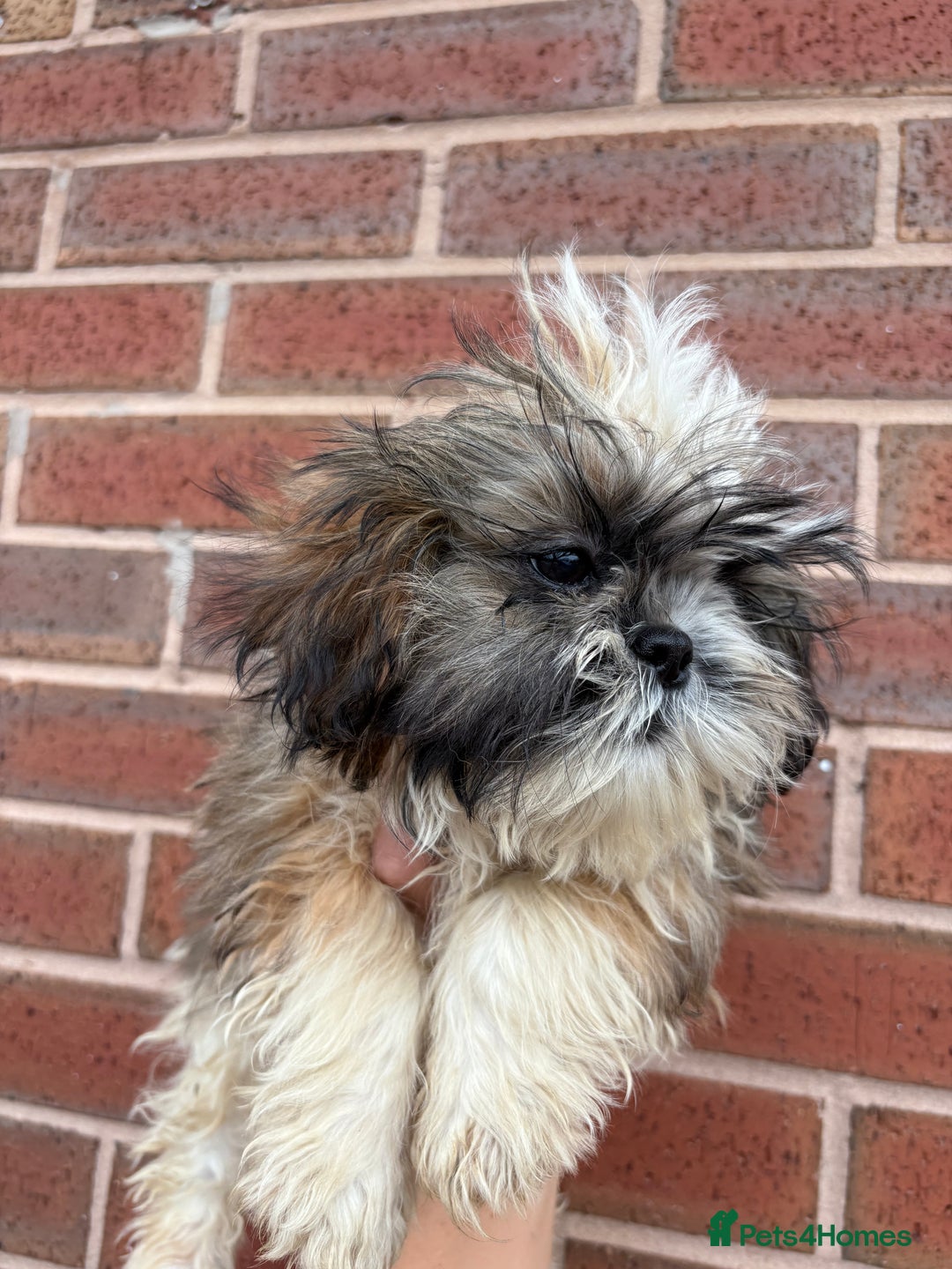 Shih Tzu dogs for sale: Fluffy little Shih tzu pups - Image 9