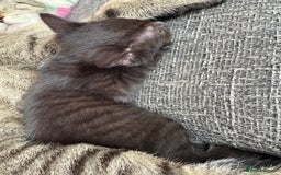 Mixed Breed cats for sale: 2 Tabby & 1 Black Female, 1 Black/White Male - Image 16
